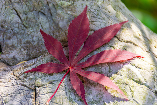 紅楓葉