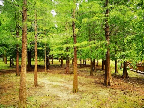 綠樹林