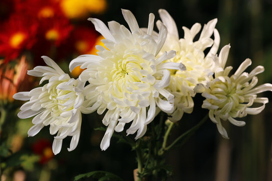 菊花