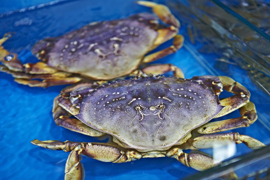 海鮮面包蟹