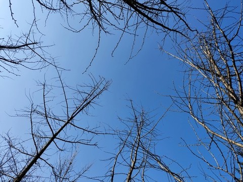 冬天樹枝