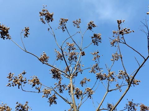 冬天樹枝