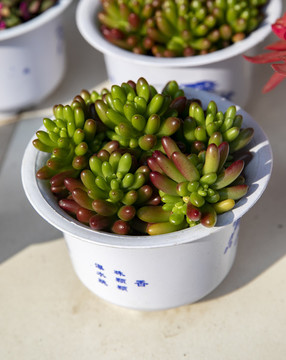 肉肉植物