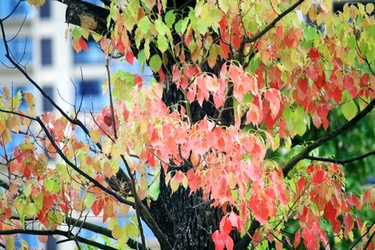 紅葉