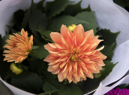 小麗菊花