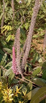 貓尾草