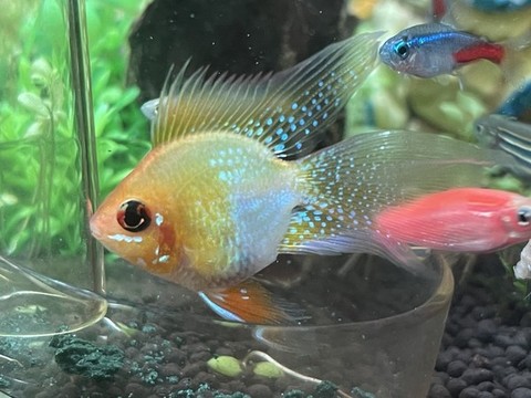 七彩熱帶魚