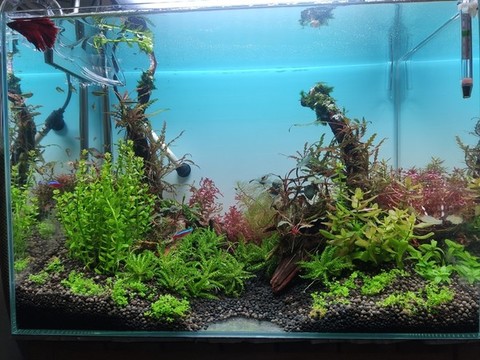 魚缸造景水草缸