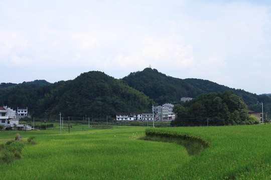 鄉(xiāng)間稻田