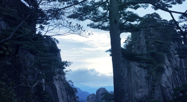山峰間的松樹風(fēng)景圖片