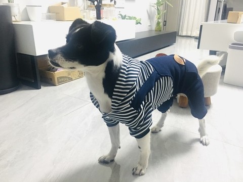 穿衣服的狗狗寵物狗