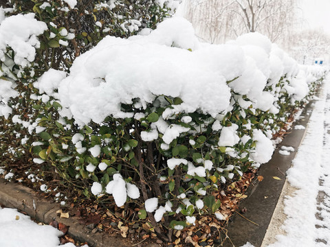 公園里的雪景
