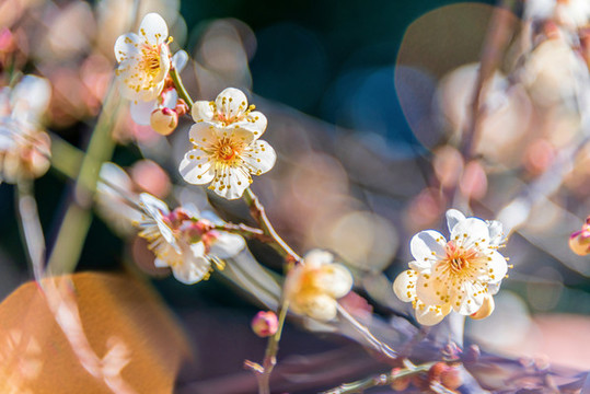 開放的薔薇科植物梅花