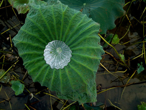 荷葉中水珠