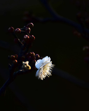 白梅花
