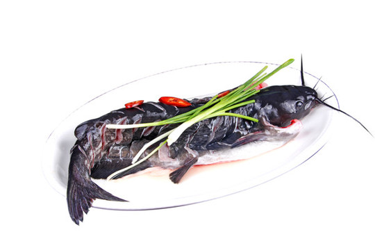 清江鮰魚