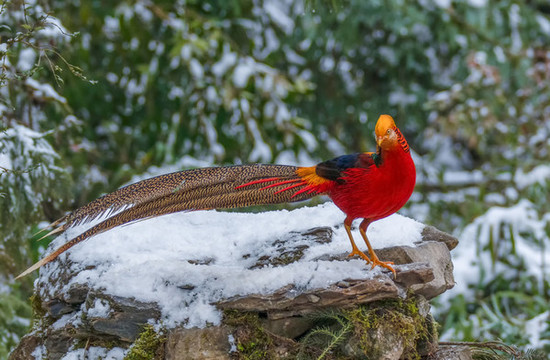 重慶金佛山珍稀鳥(niǎo)類雪中覓食