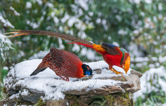 重慶金佛山珍稀鳥類雪中覓食