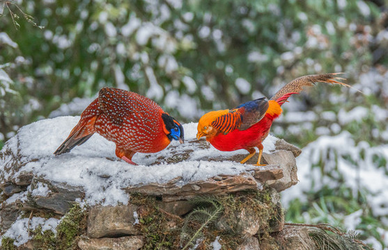 重慶金佛山珍稀鳥類雪中覓食