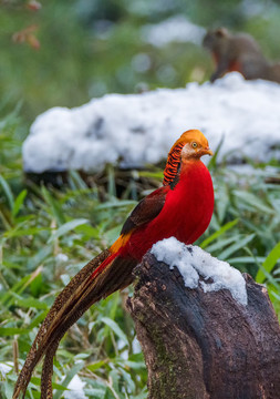 重慶金佛山珍稀鳥類雪中覓食