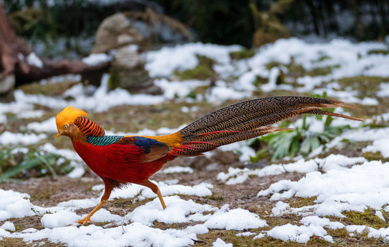 重慶金佛山珍稀鳥類雪中覓食