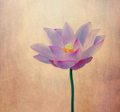 夢(mèng)幻荷花