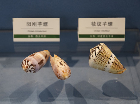 犢紋芋螺