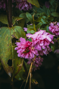 花與蜜蜂