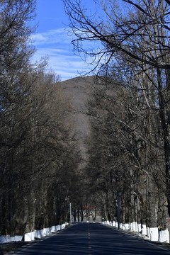 林蔭道
