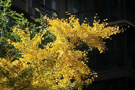 銀杏枝葉