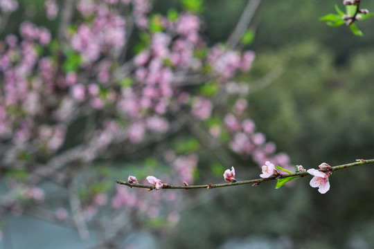 桃花