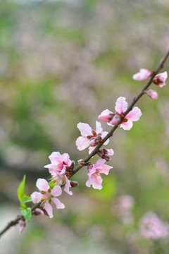 桃花
