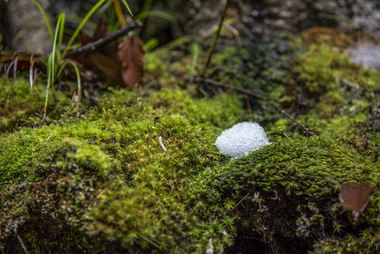 苔蘚
