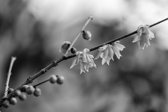 臘梅花