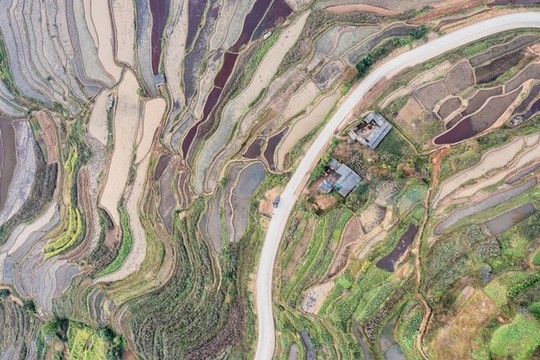 楊柳梯田