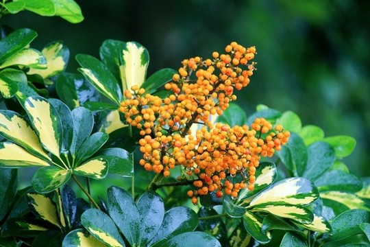 鵝掌柴