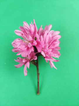 菊花桃特色