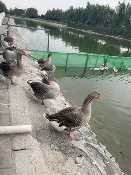 河岸邊的一群鴨子