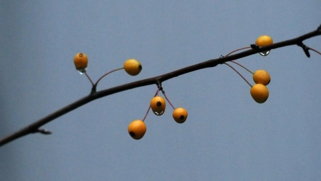 垂絲海棠