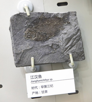 江漢魚
