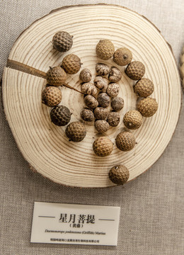 星月菩提