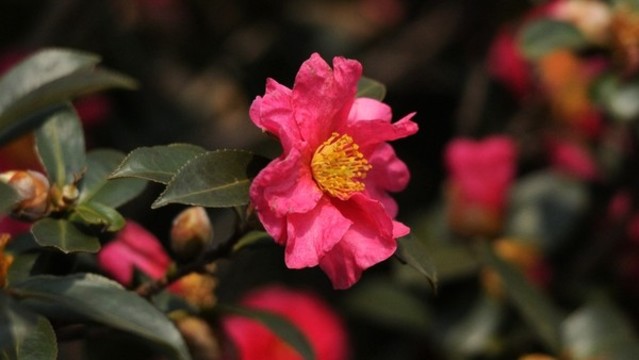茶梅