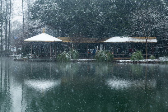 杭州太子灣公園雪霽