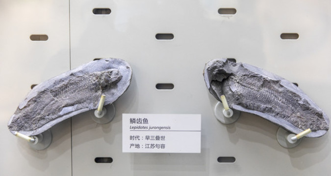 鱗齒魚