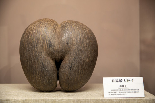 海椰子