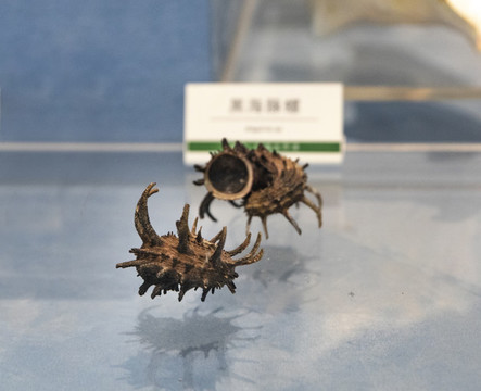 玫瑰棘螺