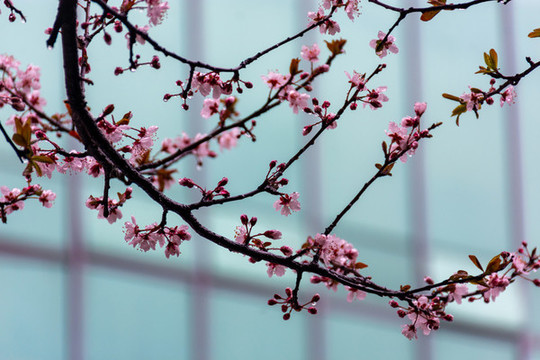 紫葉李花