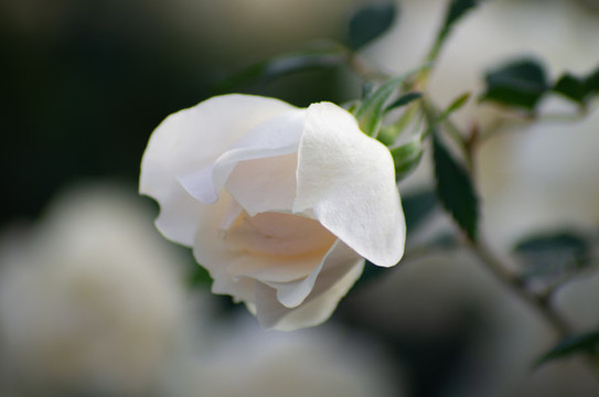 白玫瑰花