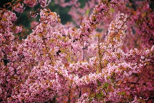 櫻花樹(shù)