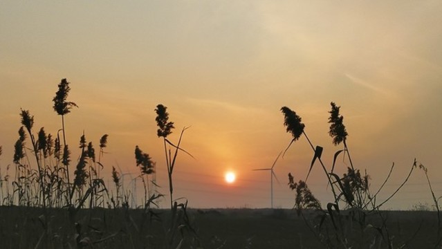 夕陽蘆葦